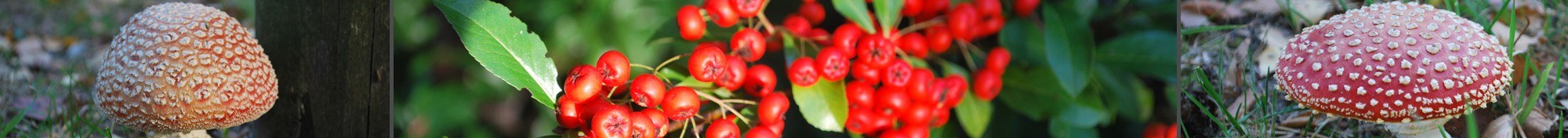 Tuinbeelden passend bij herfst