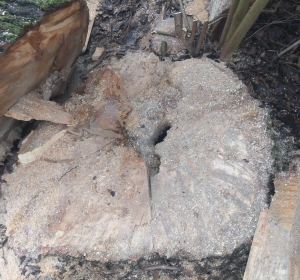 Aangetast hout maken de boom instabiel - Hoveniersbedrijf C.K. van Mourik Buurmalsen West-Betuwe Buren Tiel Culemborg