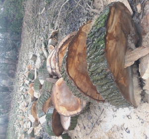 Boom in stukken zagen met kettingzaag met blad van 90 cm - Hoveniersbedrijf C.K. van Mourik Buurmalsen West-Betuwe Buren Tiel Culemborg