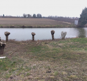 Wilgen knotten langs de Linge - Hoveniersbedrijf C.K. van Mourik Buurmalsen West-Betuwe Buren Tiel Culemborg