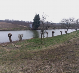 Knotwilgen moeten regelmatig geknot worden om afbreken te voorkomen - Hoveniersbedrijf C.K. van Mourik Buurmalsen West-Betuwe Buren Tiel Culemborg