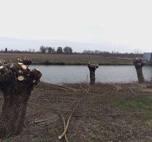 Wilgen knotten om de twee jaar - Hoveniersbedrijf C.K. van Mourik Buurmalsen West-Betuwe Buren Tiel Culemborg