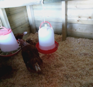 Kippen nemen hun intrek in het nieuwe kippenhuis - Hoveniersbedrijf C.K. van Mourik Buurmalsen West-Betuwe Buren Tiel Culemborg