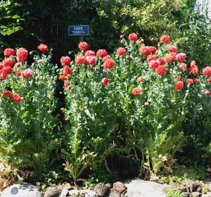 Chinese papavers (Papaver orientale) - Hoveniersbedrijf C.K. van Mourik Buurmalsen West-Betuwe Buren Tiel Culemborg