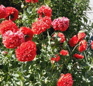 Chinese papavers (Papaver orientale) - Hoveniersbedrijf C.K. van Mourik Buurmalsen West-Betuwe Buren Tiel Culemborg