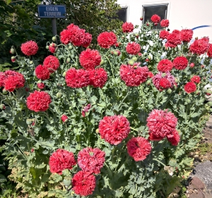 Chinese papavers (Papaver orientale) - Hoveniersbedrijf C.K. van Mourik Buurmalsen West-Betuwe Buren Tiel Culemborg