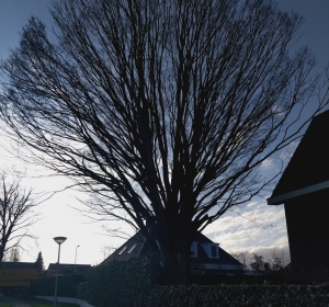 Aangetaste haagbeuken worden gerooid  - Hoveniersbedrijf C.K. van Mourik Buurmalsen, West-Betuwe, Buren, Tiel, Beusichem, Culemborg, Meteren, Tricht, Deil, Asch, Zoelen, Zoelmond, Avezaath, Erichem, Geldermalsen,