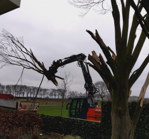 Gecontroleerd verwijderen van een boom  - Hoveniersbedrijf C.K. van Mourik Buurmalsen, West-Betuwe, Buren, Tiel, Beusichem, Culemborg, Meteren, Tricht, Deil, Asch, Zoelen, Zoelmond, Avezaath, Erichem, Geldermalsen,