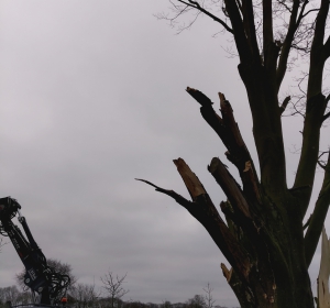 Verwijderen van dode boom met kraan  - Hoveniersbedrijf C.K. van Mourik Buurmalsen, West-Betuwe, Buren, Tiel, Beusichem, Culemborg, Meteren, Tricht, Deil, Asch, Zoelen, Zoelmond, Avezaath, Erichem, Geldermalsen,