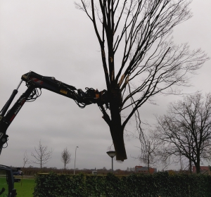 Boom slopen met mobiele kraan  - Hoveniersbedrijf C.K. van Mourik Buurmalsen, West-Betuwe, Buren, Tiel, Beusichem, Culemborg, Meteren, Tricht, Deil, Asch, Zoelen, Zoelmond, Avezaath, Erichem, Geldermalsen,