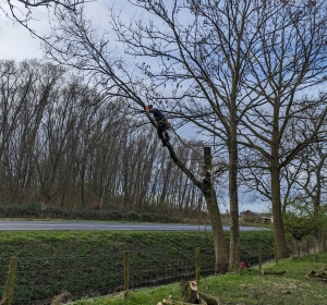 Boom afzagen met behulp van klimtechnieken en zo gecontroleerd neerhalen. - Hoveniersbedrijf C.K. van Mourik - Buurmalsen - West Betuwe - Culemborg - Tiel - Meteren - Deil - Avezaath - Zoelen