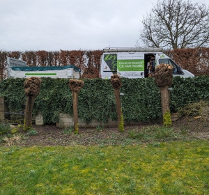 Onderhoud aan knotwilgen - Hoveniersbedrijf C.K. van Mourik de hovenier voor West Betuwe, Tiel, Culemborg, Geldermalsen, Buren