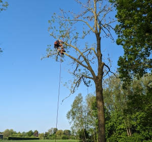 Gecontroleerd vellen van een boom met behulp van klimtechnieken  - Hoveniersbedrijf C.K. van Mourik de hovenier voor West Betuwe, Tiel, Culemborg, Geldermalsen, Buren
