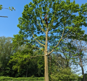 Het verwijderen van een boom met treeworker - Hoveniersbedrijf C.K. van Mourik de hovenier voor West Betuwe, Tiel, Culemborg, Geldermalsen, Buren