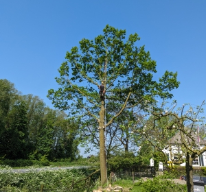 Het verwijderen van een boom op een lastige groeiplaats en waar omzagen geen optie is. - Hoveniersbedrijf C.K. van Mourik de hovenier voor West Betuwe, Tiel, Culemborg, Geldermalsen, Buren