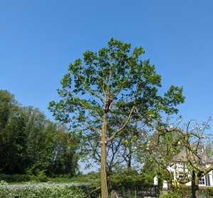Het neerhalen van een boom in gedeeltes door erin te klimmen. - Hoveniersbedrijf C.K. van Mourik de hovenier voor West Betuwe, Tiel, Culemborg, Geldermalsen, Buren 