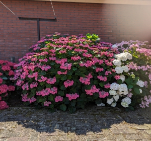 Onder goede omstandigheden kunnen hortensia's groot worden - Hoveniersbedrijf C.K. van Mourik de hovenier voor West Betuwe, Tiel, Culemborg, Geldermalsen, Buren