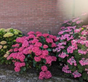 Bloeiende hortensia's zijn echte blikvangers - Hoveniersbedrijf C.K. van Mourik de hovenier voor West Betuwe, Tiel, Culemborg, Geldermalsen, Buren