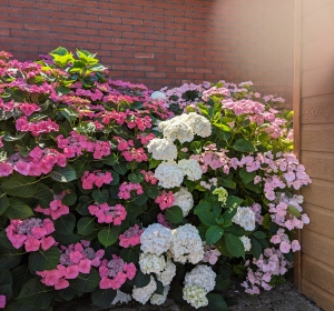 Voldoende vocht, mest en (half)schaduw geeft deze bloemenpracht - Hoveniersbedrijf C.K. van Mourik de hovenier voor West Betuwe, Tiel, Culemborg, Geldermalsen, Buren