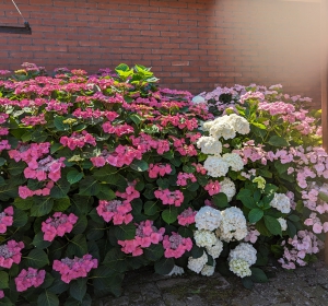 Grote hortensia in bloei is bloemenpracht - Hoveniersbedrijf C.K. van Mourik de hovenier voor West Betuwe, Tiel, Culemborg, Geldermalsen, Buren
