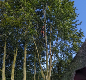Overhangende eik terugzetten om schade aan rieten kap te voorkomen - Hoveniersbedrijf C.K. van Mourik de hovenier voor West Betuwe, Tiel, Culemborg, Geldermalsen, Buren