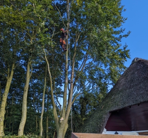 Takken boven rieten dak weghalen met behulp van klimtechnieken - Hoveniersbedrijf C.K. van Mourik de hovenier voor West Betuwe, Tiel, Culemborg, Geldermalsen, Buren