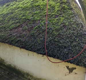 Mosvorming op rieten dak door schaduw - Hoveniersbedrijf C.K. van Mourik de hovenier voor West Betuwe, Tiel, Culemborg, Geldermalsen, Buren