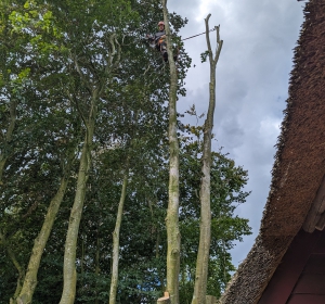 Het verwijderen van hoge eik nabij woning - Hoveniersbedrijf C.K. van Mourik de hovenier voor West Betuwe, Tiel, Culemborg, Geldermalsen, Buren