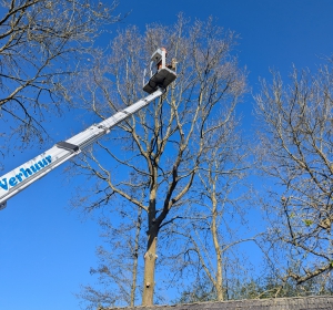 Het verwijderen van een eik die boven bebouwing uitgroeid - Hoveniersbedrijf C.K. van Mourik de hovenier voor West Betuwe, Tiel, Culemborg, Geldermalsen, Buren