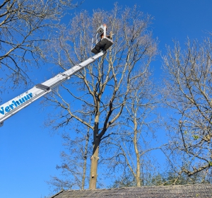 Verwijderen van een grote eik boven garage - Hoveniersbedrijf C.K. van Mourik de hovenier voor West Betuwe, Tiel, Culemborg, Geldermalsen, Buren