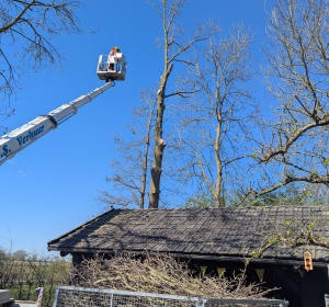 Machinaal vellen van een grote boom - Hoveniersbedrijf C.K. van Mourik de hovenier voor West Betuwe, Tiel, Culemborg, Geldermalsen, Buren