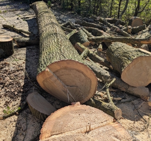 Stamhout eik kortzagen - Hoveniersbedrijf C.K. van Mourik de hovenier voor West Betuwe, Tiel, Culemborg, Geldermalsen, Buren