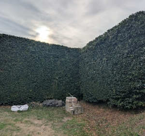 Onderhoud aan hoge beukenhaag van 5 - 6 meter hoog - Hoveniersbedrijf C.K. van Mourik de hovenier voor West Betuwe, Tiel, Culemborg, Geldermalsen, Buren