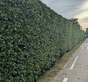 Onderhoud aan hoge beukenhaag van 5 - 6 meter hoog - Hoveniersbedrijf C.K. van Mourik de hovenier voor West Betuwe, Tiel, Culemborg, Geldermalsen, Buren