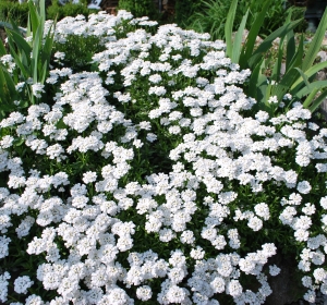 Bloeiende Iberis sempervirens - Hoveniersbedrijf C.K. van Mourik