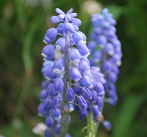 Blauwe druif, Muscari - Hoveniersbedrijf C.K. van Mourik