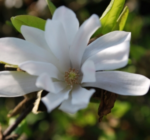 Magnolia stellata - Hoveniersbedrijf C.K. van Mourik