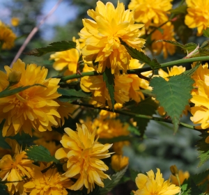 Kerria japonica in bloei - Hoveniersbedrijf C.K. van Mourik