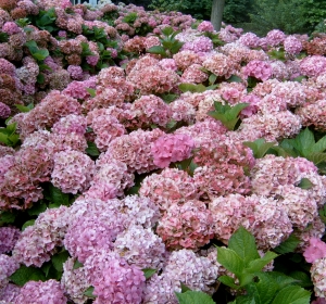 Hortensia volop in bloei, Hydrangea macrophylla Bouquet Rose - Hoveniersbedrijf C.K. van Mourik