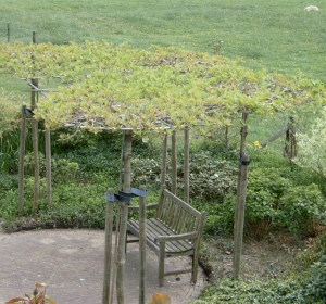 Gesnoeide dakplatanen, Platanus acerifolia Alphen's Globe - Hoveniersbedrijf C.K. van Mourik