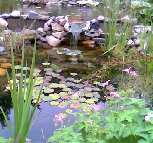 Vijver met beplanting - Hoveniersbedrijf C.K. van Mourik