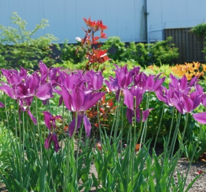 Leliebloemige tulp Purple Dream - Hoveniersbedrijf C.K. van Mourik