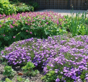 Phlox subulata - Hoveniersbedrijf C.K. van Mourik