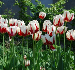 Tulp World Expression - Hoveniersbedrijf C.K. van Mourik