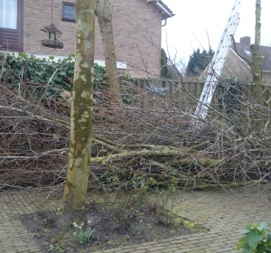 Rooien Liquidambars - Hoveniersbedrijf C.K. van Mourik