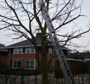 Snoeien van walnoot, Juglans regia - Hoveniersbedrijf C.K. van Mourik