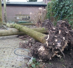 Handmatig rooien van bomen - Hoveniersbedrijf C.K. van Mourik