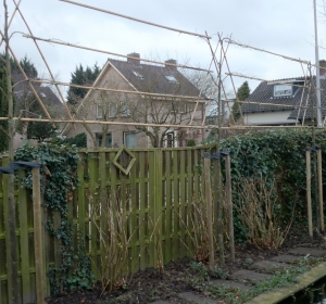 Leilinden, Tillia Pallida, met 4 etages en 2,80 meter hoog - Hoveniersbedrijf C.K. van Mourik