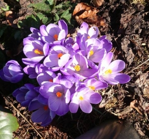 Crocussen volop in bloei - Hoveniersbedrijf C.K. van Mourik