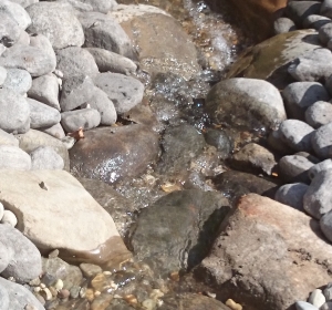 Hoogteverschil in de waterval-Hoveniersbedrijf C.K. van Mourik